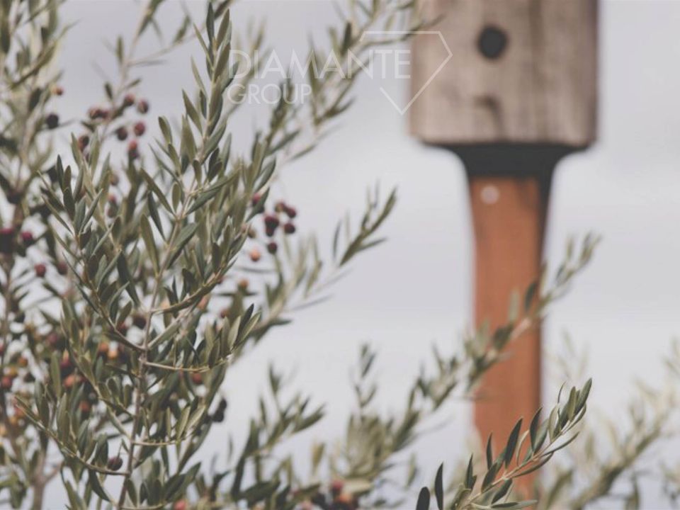 Farm i Manciano, Grosseto - foto 5