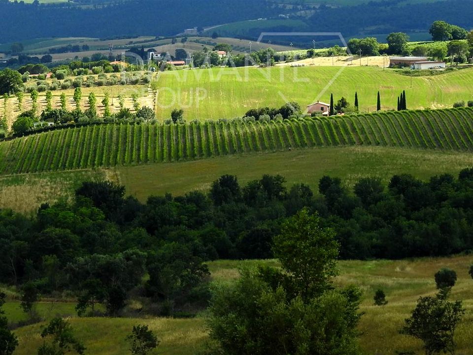 Farm i Scansano, Grosseto - foto 3