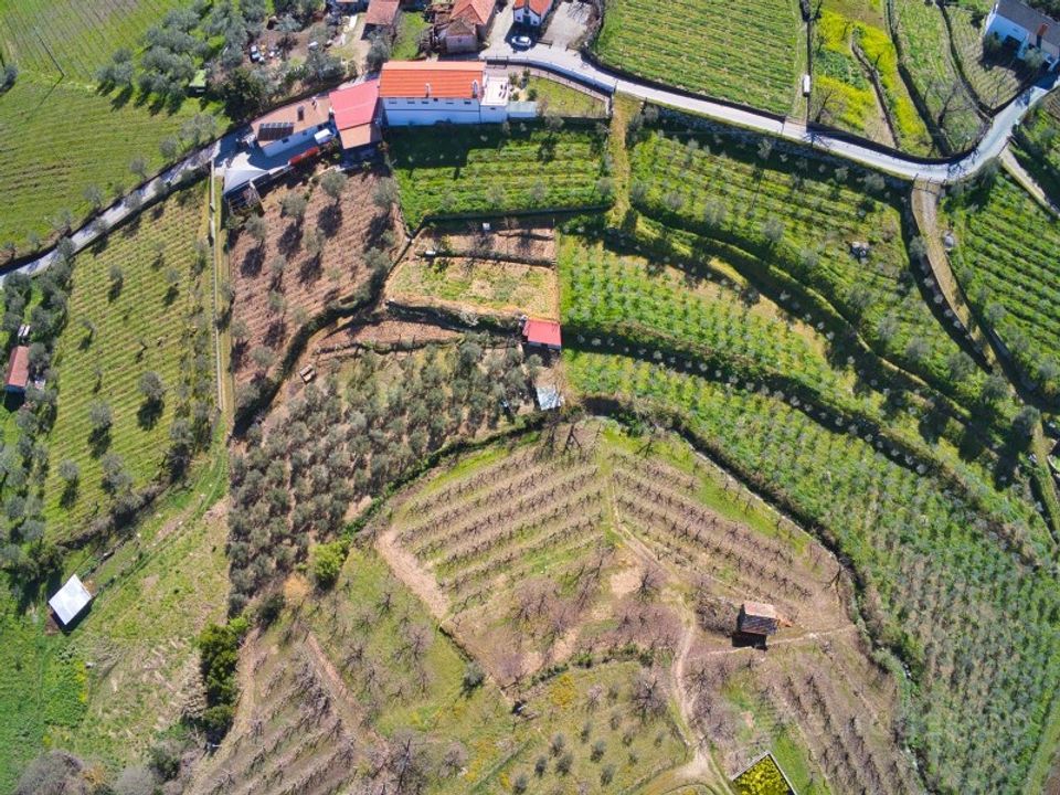 Gård i Cepoes, Viseu - bilde 1
