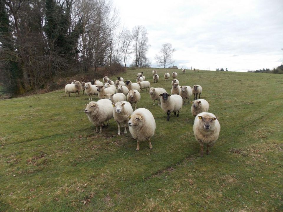 Farm hus i Marval, Haute-Vienne - foto 1