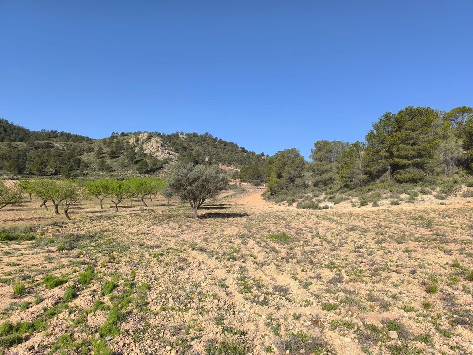 Terreno en Yecla, Murcia - foto 1