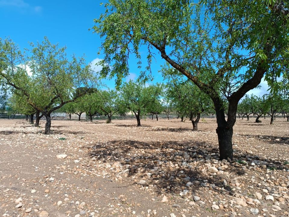 Helårsgrund i Yecla, Murcia - foto 1