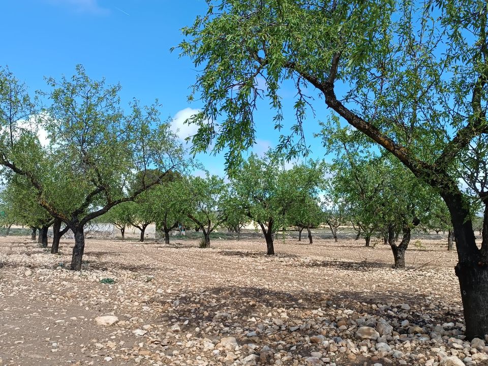 Helårsgrund i Yecla, Murcia - foto 3