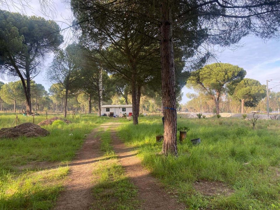 Helårsgrund i Comporta, Setubal - foto 2
