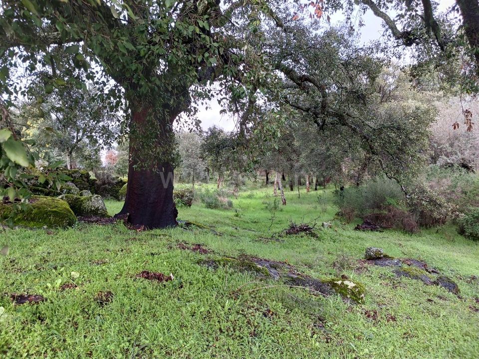 Helårsgrund i Idanha-a-Nova, Castelo Branco - foto 5