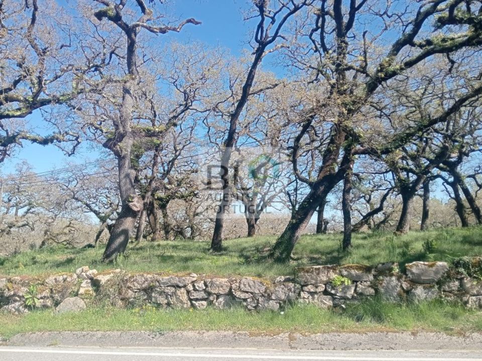Helårsgrund i Pombal, Leiria - foto 4