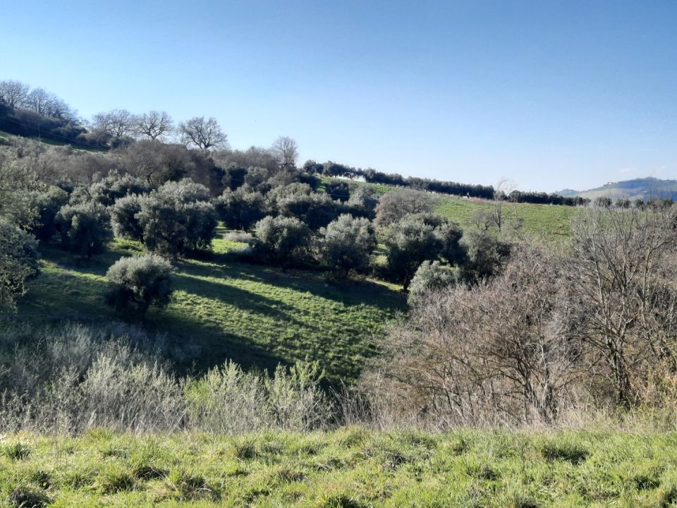 Villa i Ripatransone, Ascoli Piceno - foto 5