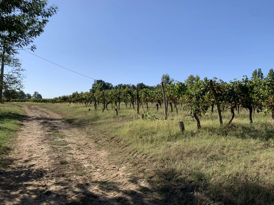 Villa i Duras, Lot-et-Garonne - foto 2