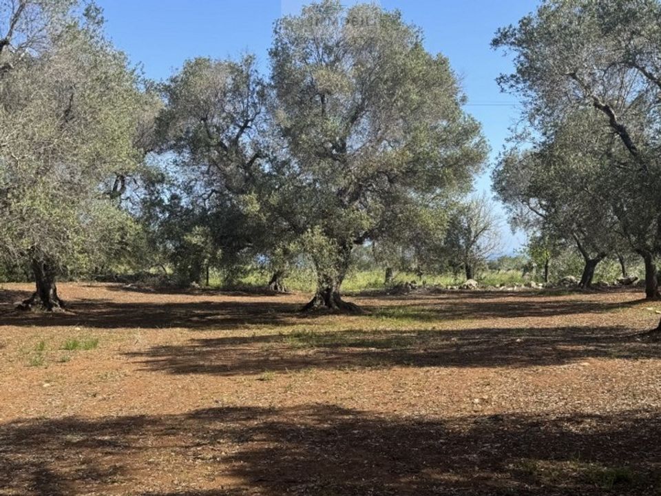 Helårsgrund i Carovigno, Brindisi - foto 5