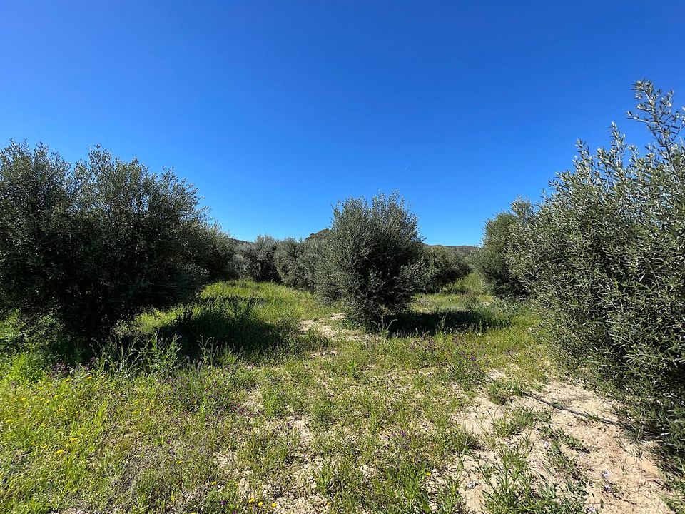 Helårsgrund i Sorbas, Almeria - foto 5