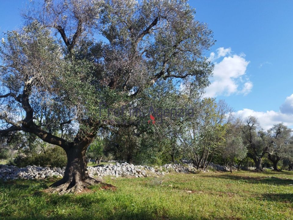 Helårsgrund i Carovigno, Brindisi - foto 4