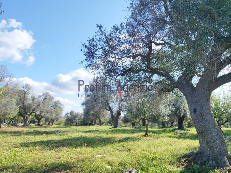 Helårsgrund i Carovigno, Brindisi - foto 5