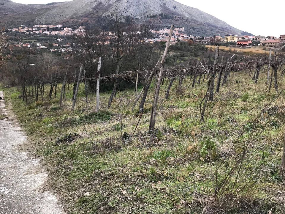 Tomt i Foglianise, Benevento - bilde 3