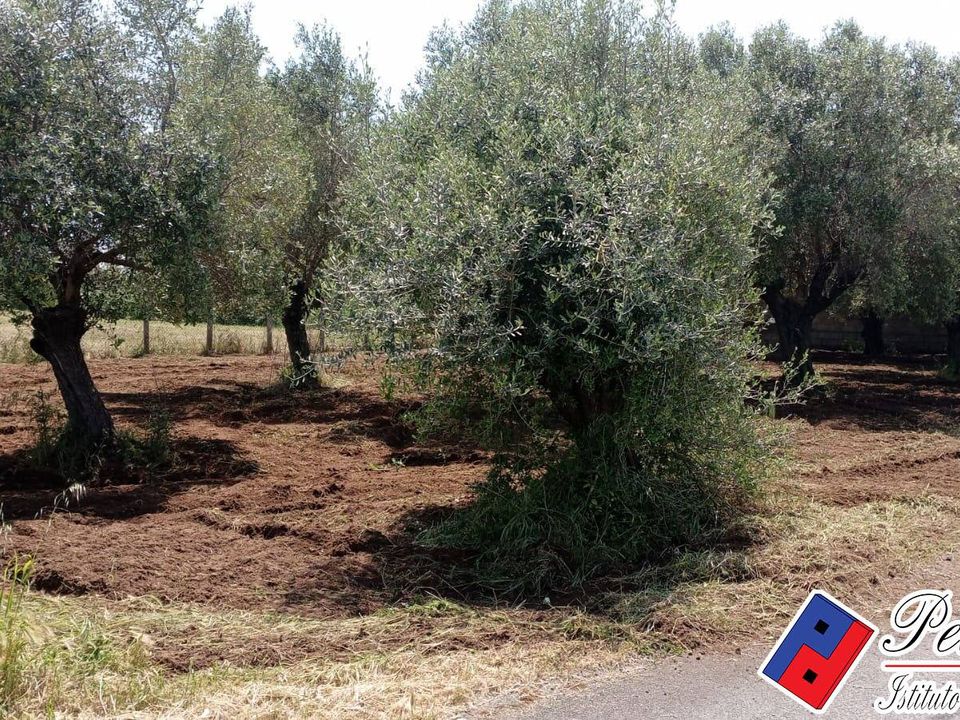 Helårsgrund i Fondi, Latina - foto 2