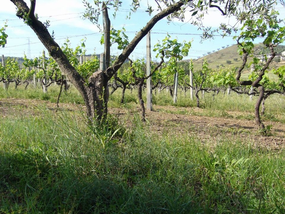 Terreno en Monteprandone, Ascoli Piceno - foto 5