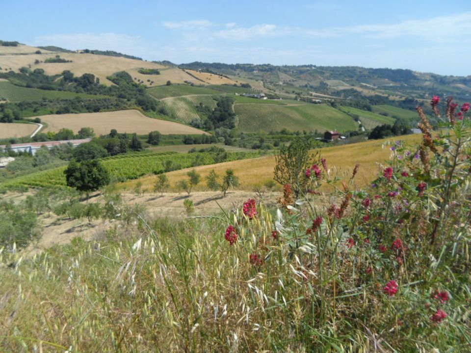 Landejendom i Acquaviva Picena, Ascoli Piceno - foto 3