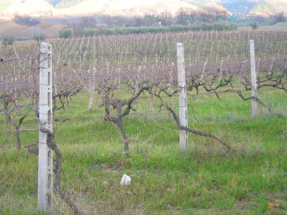 Villa i Ripatransone, Ascoli Piceno - foto 4