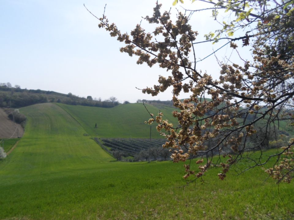 Tomt i Acquaviva Picena, Ascoli Piceno - bilde 3