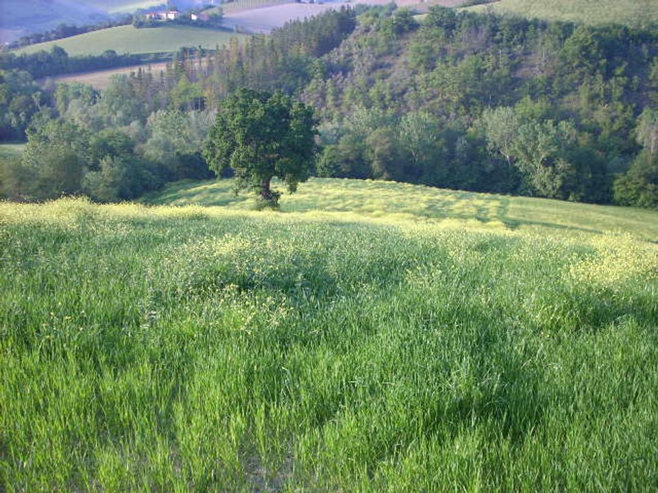 Landejendom i Ripatransone, Ascoli Piceno - foto 5