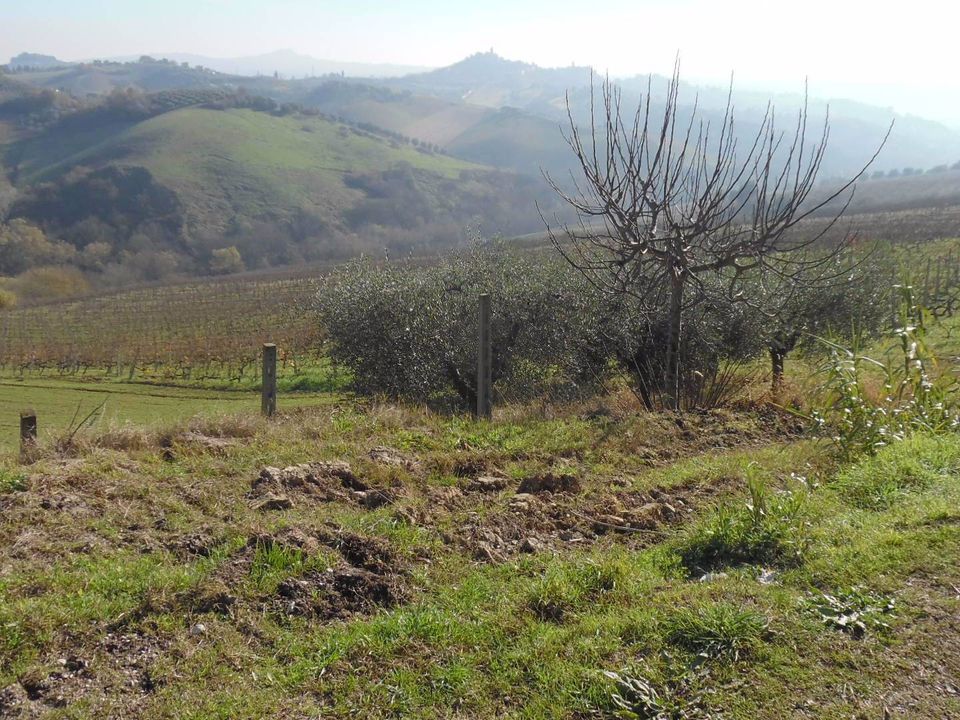 Helårsgrund i Monsampolo del Tronto, Ascoli Piceno - foto 3