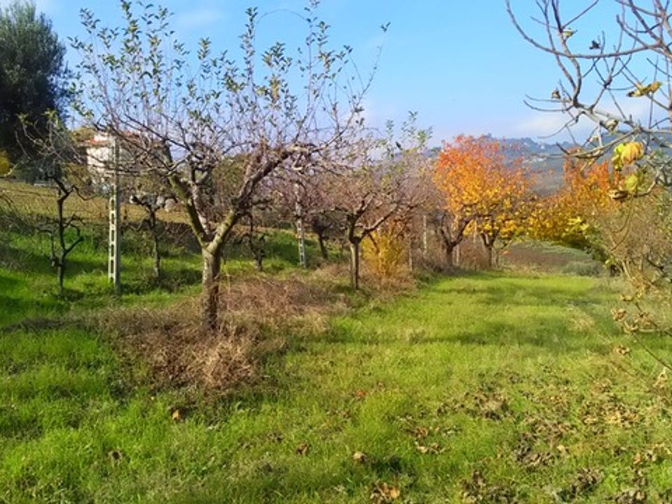 Tomt i Monteprandone, Ascoli Piceno - bilde 1