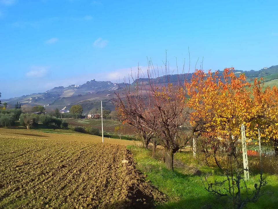 Tomt i Monteprandone, Ascoli Piceno - bilde 3
