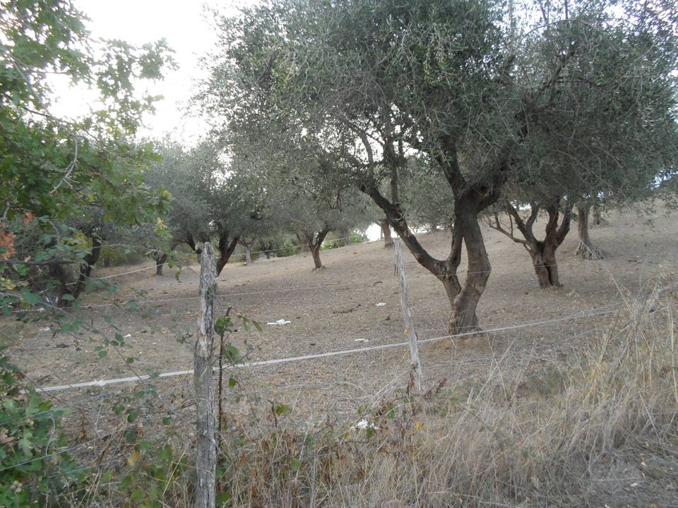 Terra a Castorano, Ascoli Piceno - foto 2