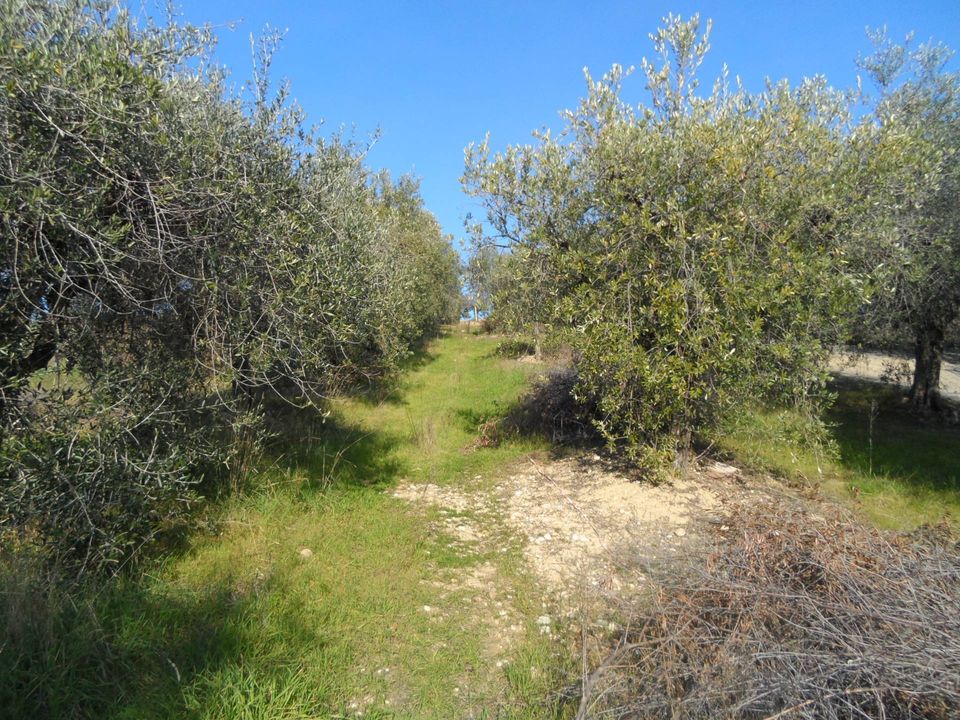 Helårsgrund i Monteprandone, Ascoli Piceno - foto 4