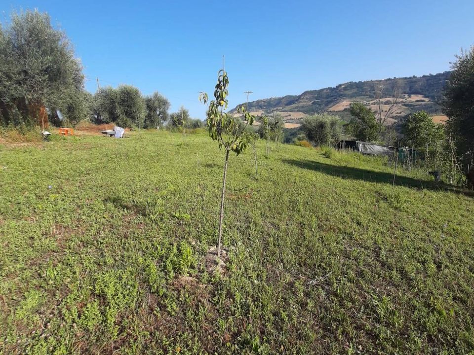 Helårsgrund i Ripatransone, Ascoli Piceno - foto 2