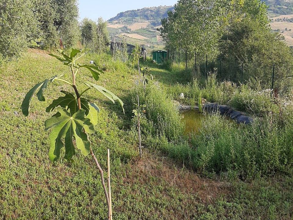 Helårsgrund i Ripatransone, Ascoli Piceno - foto 3