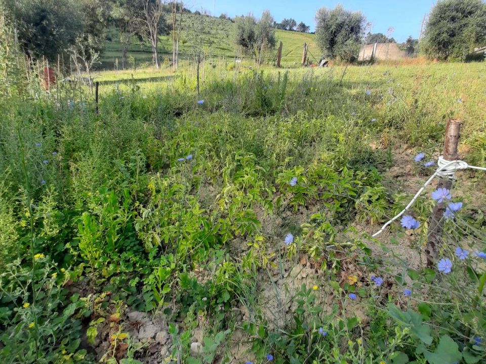 Helårsgrund i Ripatransone, Ascoli Piceno - foto 4