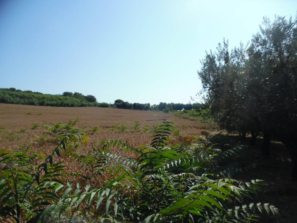 Helårsgrund i Monteprandone, Ascoli Piceno - foto 4