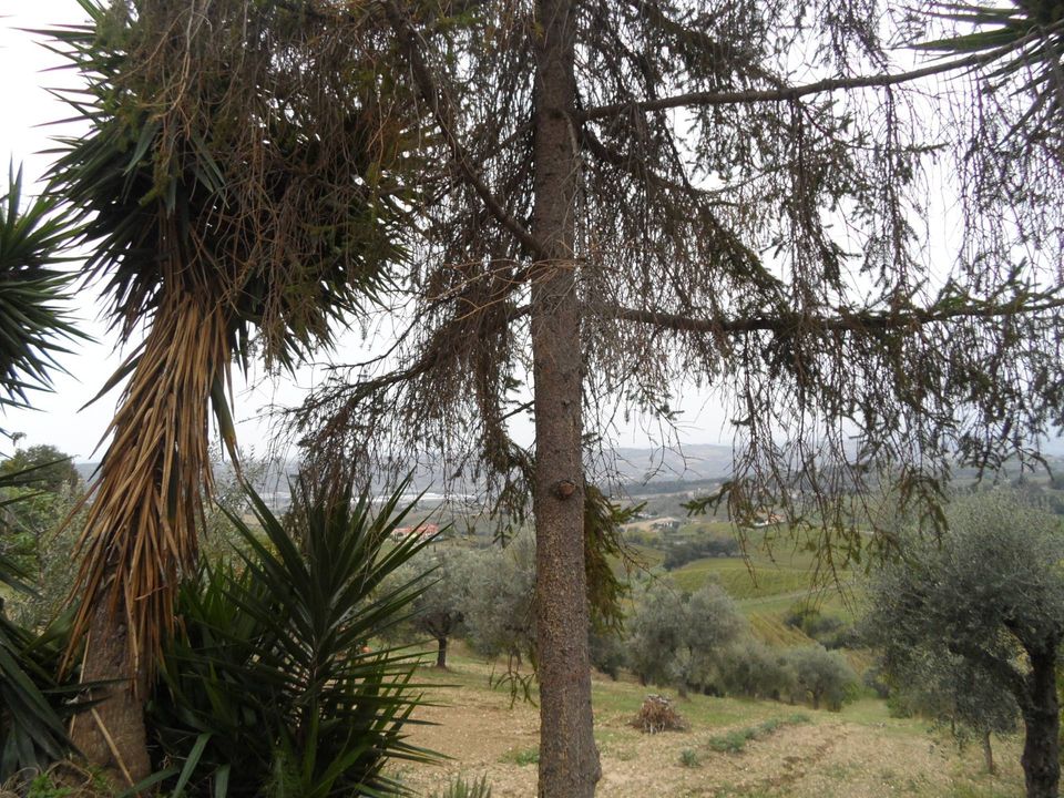 Helårsgrund i Monteprandone, Ascoli Piceno - foto 2