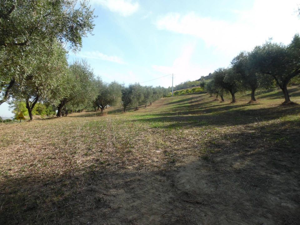 Helårsgrund i Controguerra, Teramo - foto 2