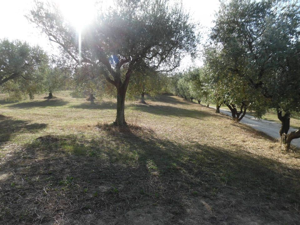 Helårsgrund i Controguerra, Teramo - foto 5