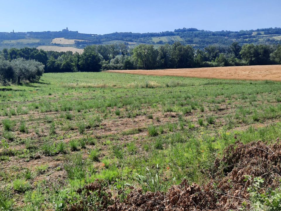Helårsgrund i Altidona, Fermo - foto 4