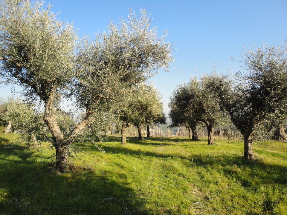 Maison de campagne - Monte Roberto, Ancona - photo 2