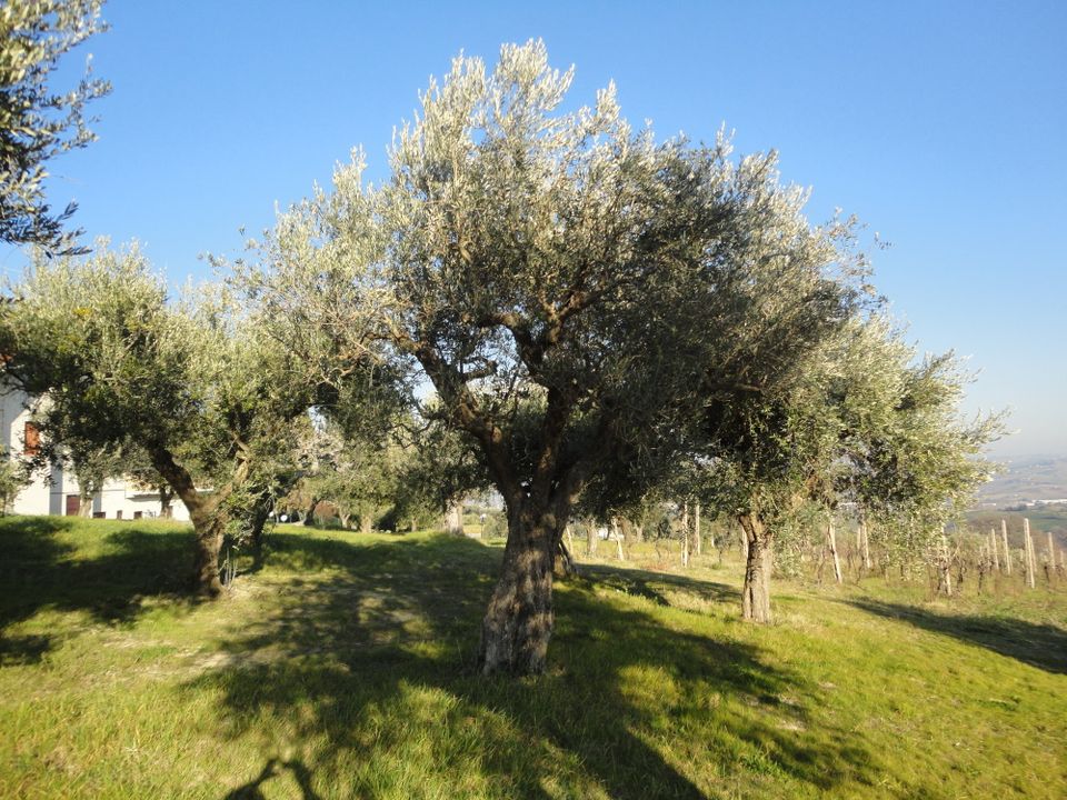 Maison de campagne - Monte Roberto, Ancona - photo 5