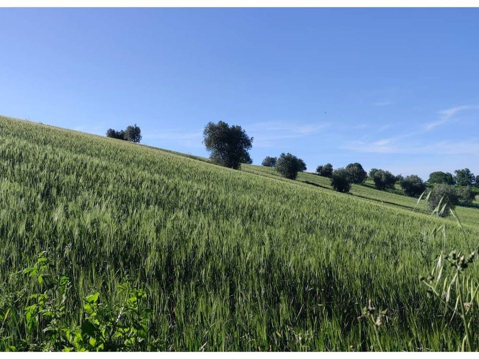 Helårsgrund i Serra de' Conti, Ancona - foto 3