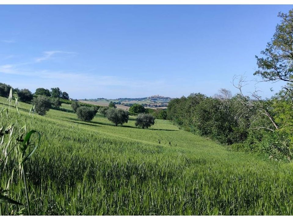 Helårsgrund i Serra de' Conti, Ancona - foto 5