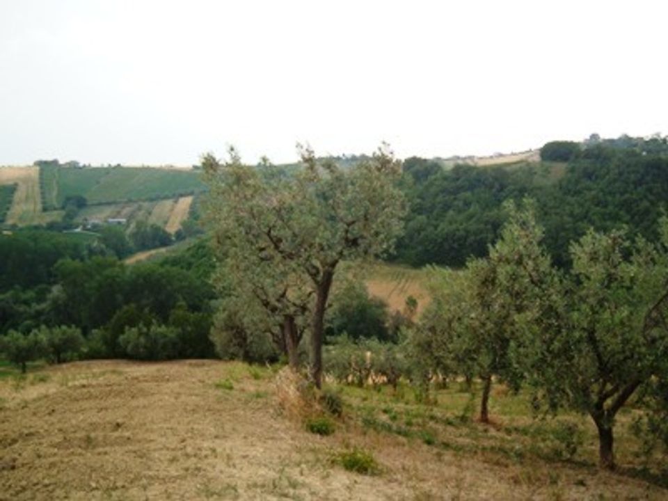 Helårsgrund i Controguerra, Teramo - foto 3