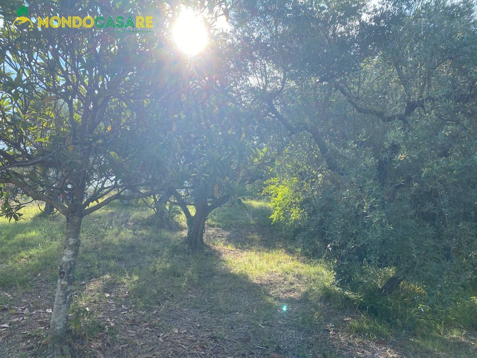 Tomt i Palombara Sabina, Rome - bilde 4