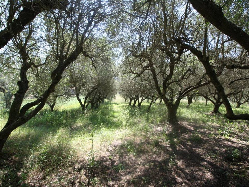 Helårsgrund i Monteprandone, Ascoli Piceno - foto 4