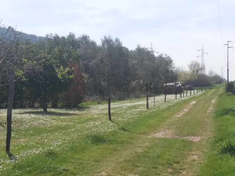 Helårsgrund i San Giuliano Terme, Pisa - foto 5