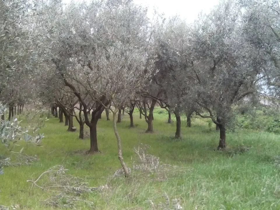 Helårsgrund i San Giuliano Terme, Pisa - foto 1