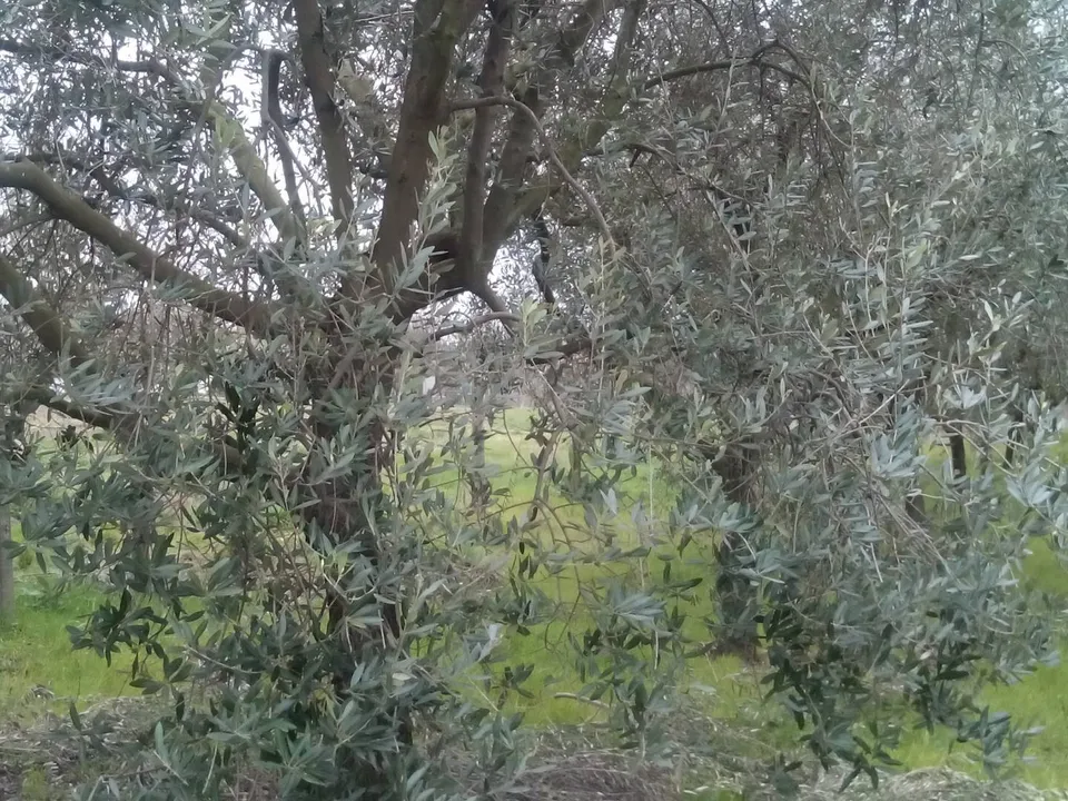 Helårsgrund i San Giuliano Terme, Pisa - foto 2