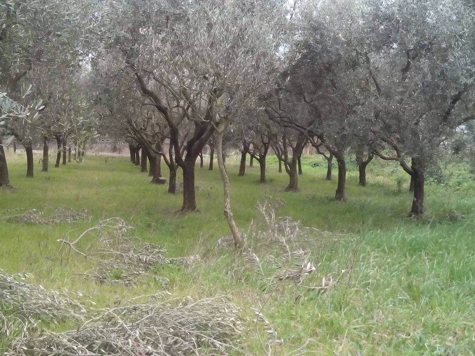 Helårsgrund i San Giuliano Terme, Pisa - foto 3