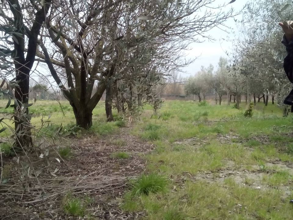 Helårsgrund i San Giuliano Terme, Pisa - foto 4