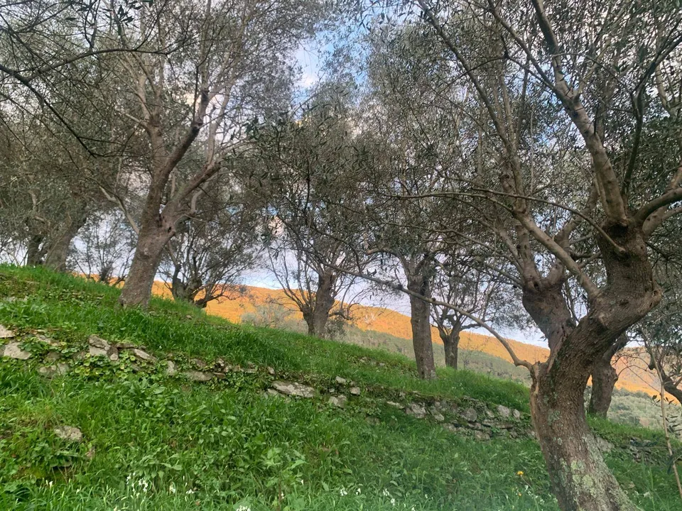 Helårsgrund i San Giuliano Terme, Pisa - foto 1
