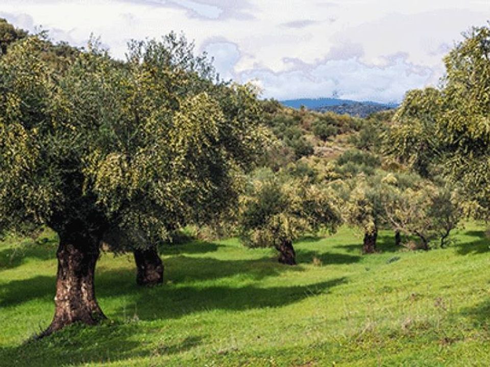 Helårsgrund i San Giuliano Terme, Pisa - foto 5